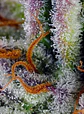 Mimosa Bruce Banner Xl Auto®-Sweet Seeds (X25/X3+1) - Miniatura 2