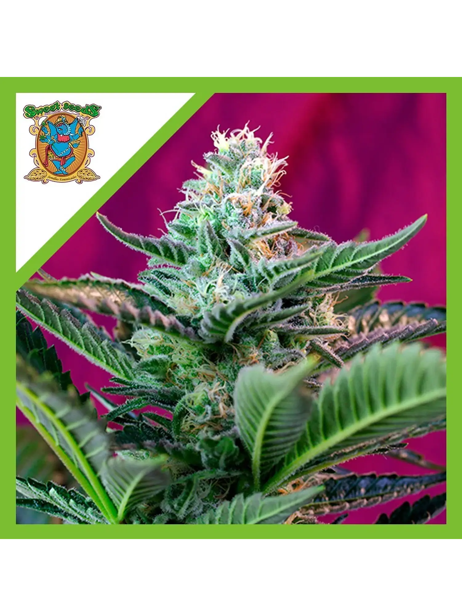 Mohan Ram  Auto® X3+1-Sweet Seeds 1