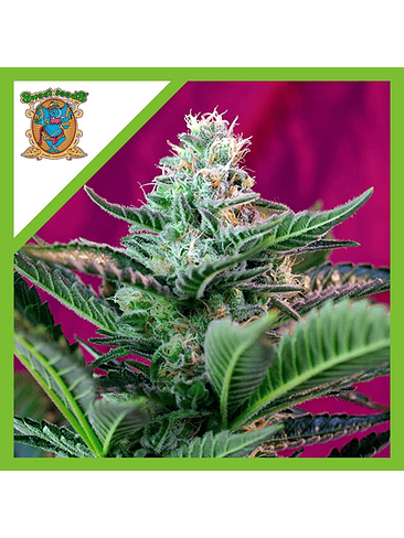 MOHAN RAM  AUTO® X3+1-SWEET SEEDS 1