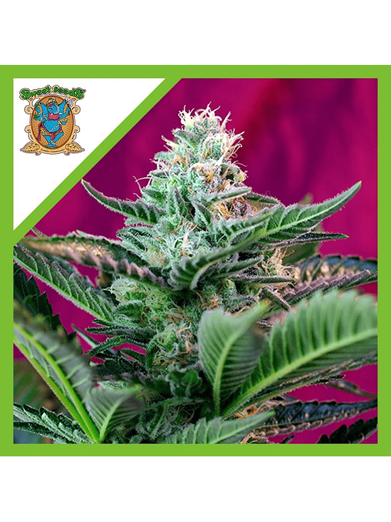 MOHAN RAM  AUTO® X3+1-SWEET SEEDS 1