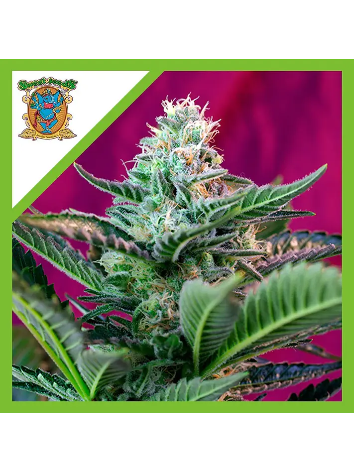 Mohan Ram  Auto® X3+1-Sweet Seeds 1