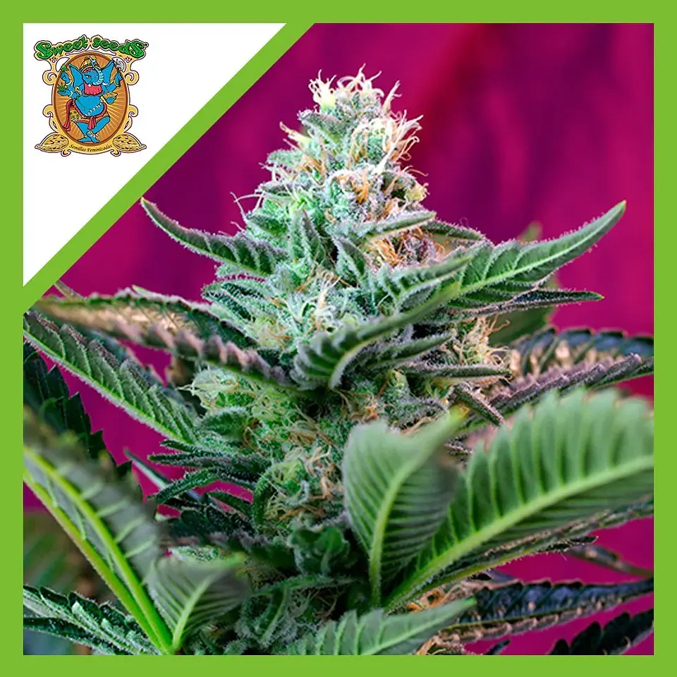 Mohan Ram  Auto® X3+1-Sweet Seeds 1