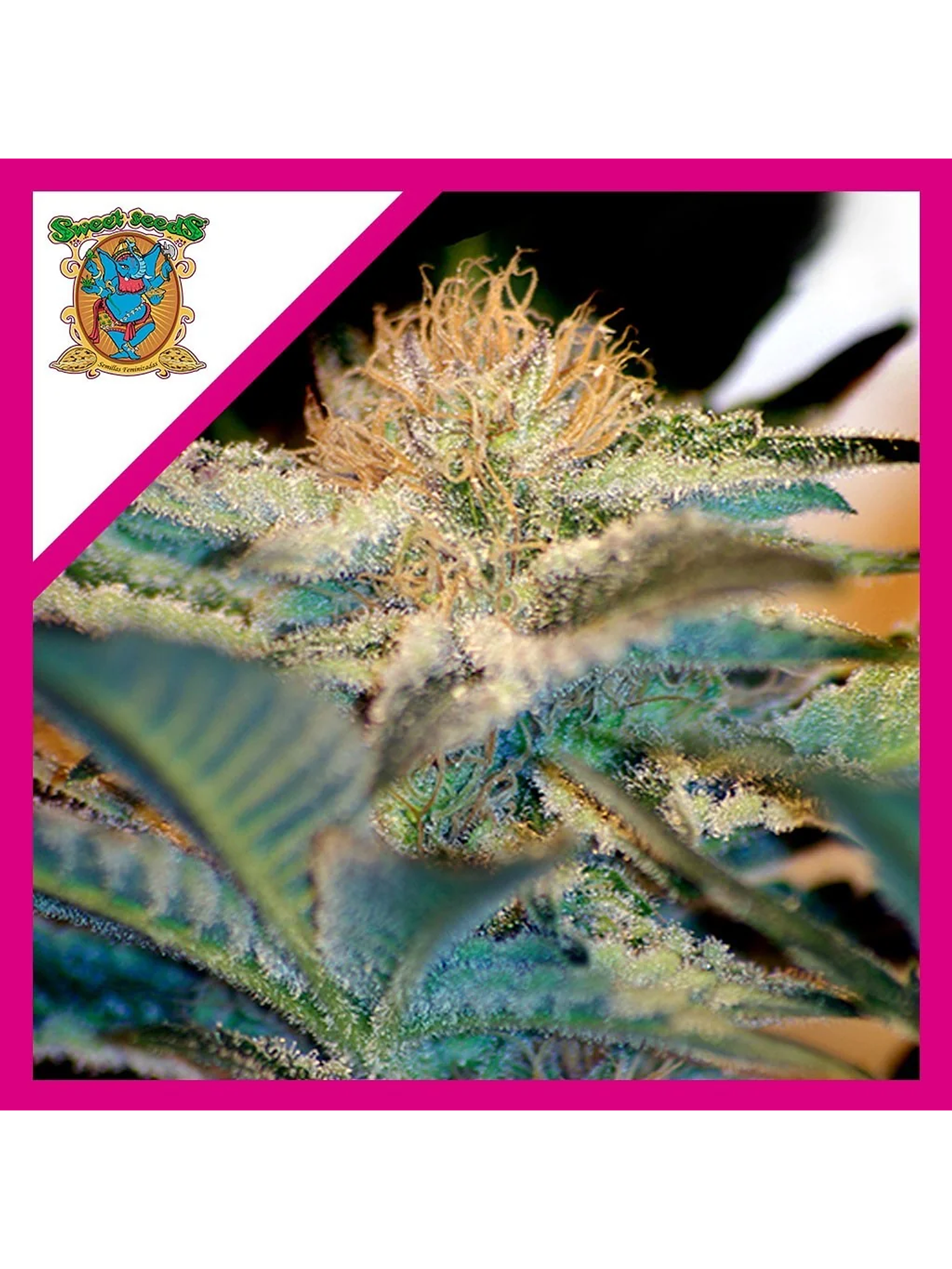 Mohan Ram Fem® X3+1-Sweet Seeds 1