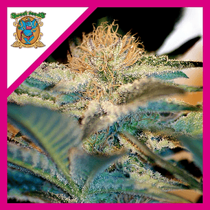 MOHAN RAM  FEM® X3+1-SWEET SEEDS
