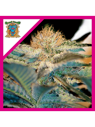 MOHAN RAM  FEM® X3+1-SWEET SEEDS 1