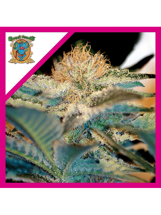 MOHAN RAM  FEM® X3+1-SWEET SEEDS 1