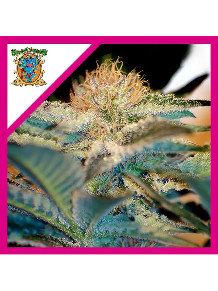 Mohan Ram Fem® X3+1-Sweet Seeds 1