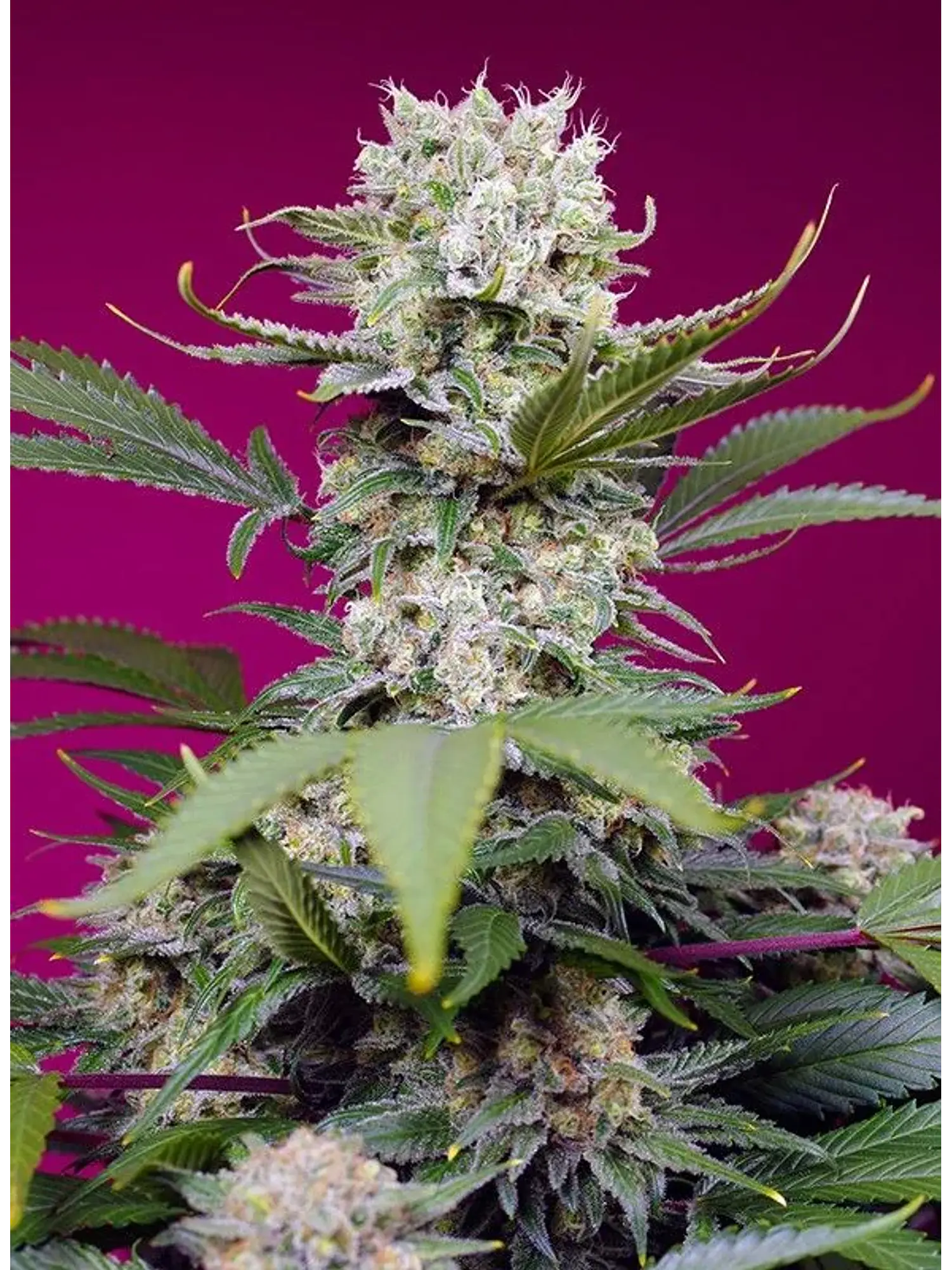 Sweet Mandarine Zkittlez Xl Auto® 3+1-Sweet Seeds 2