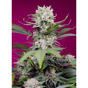 Sweet Mandarine Zkittlez Xl Auto® 3+1-Sweet Seeds