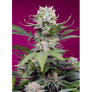 SWEET MANDARINE ZKITTLEZ XL AUTO® 3+1-SWEET SEEDS