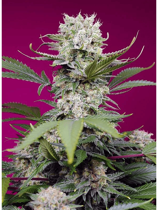 SWEET MANDARINE ZKITTLEZ XL AUTO® 3+1-SWEET SEEDS 2