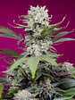 SWEET MANDARINE ZKITTLEZ XL AUTO® 3+1-SWEET SEEDS - Miniatura 2