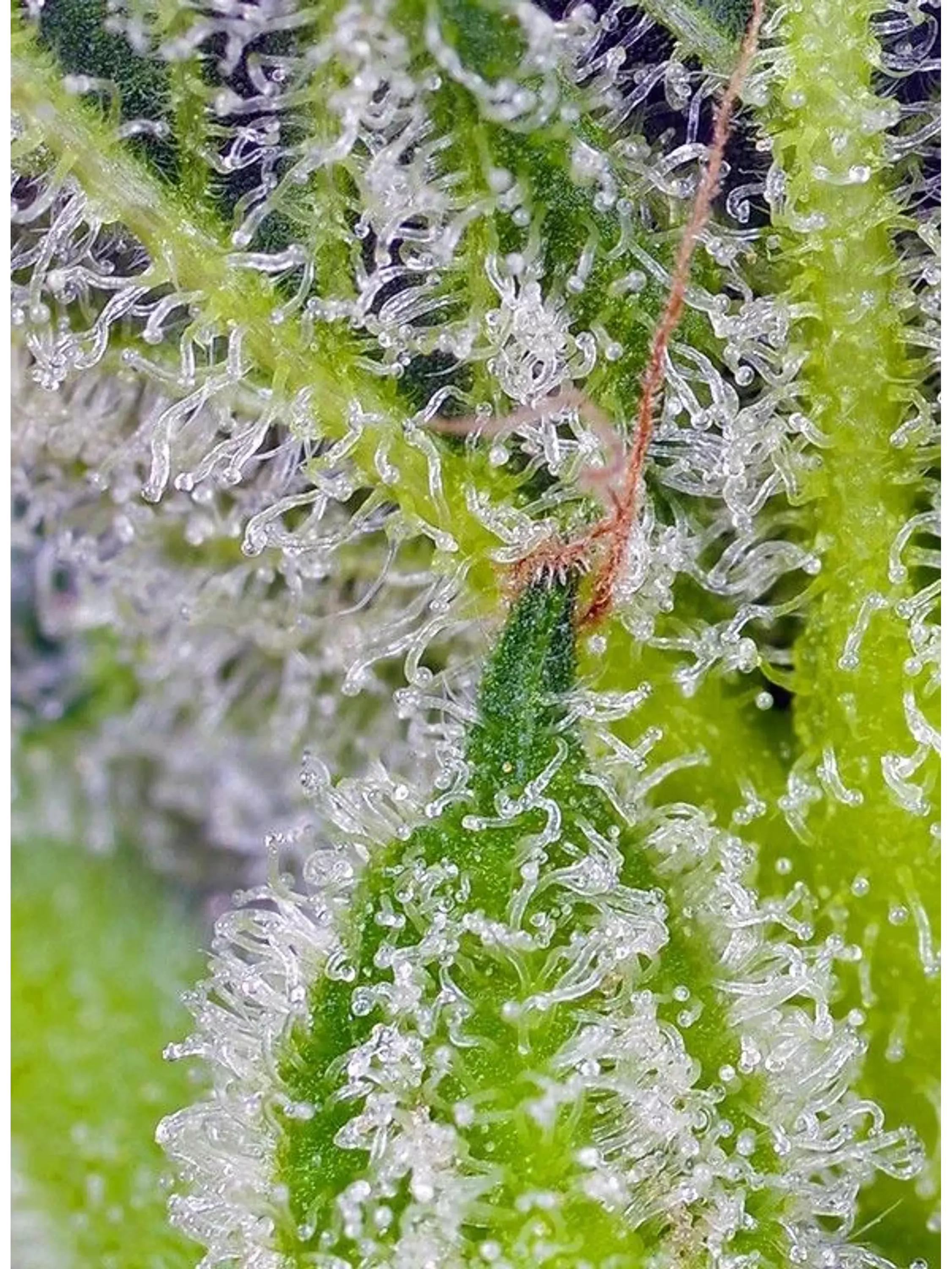 Sweet Mandarine Zkittlez Xl Auto® 3+1-Sweet Seeds 3