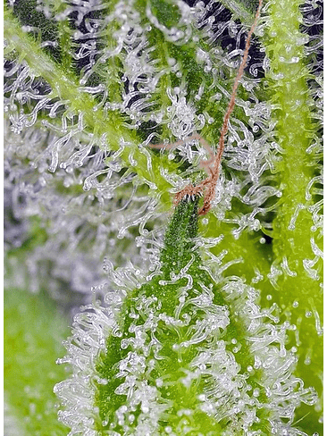 SWEET MANDARINE ZKITTLEZ XL AUTO® 3+1-SWEET SEEDS 3