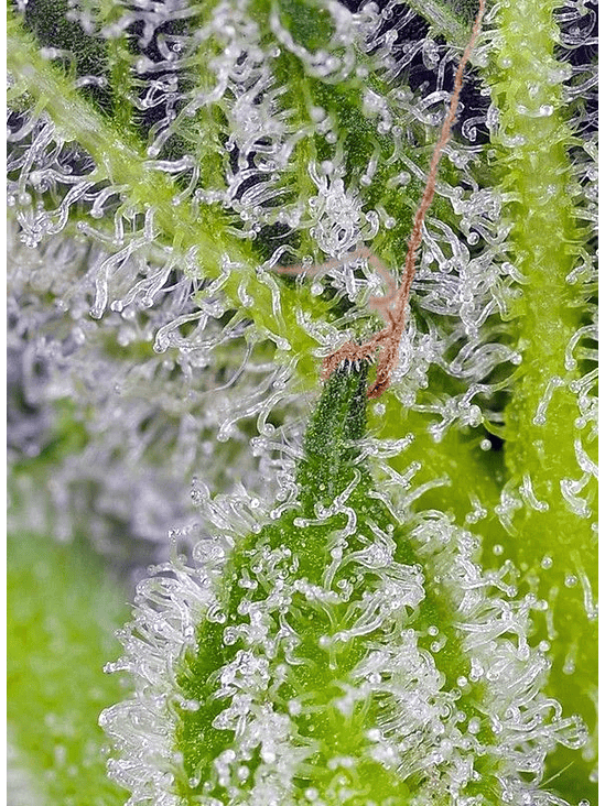 SWEET MANDARINE ZKITTLEZ XL AUTO® 3+1-SWEET SEEDS 3