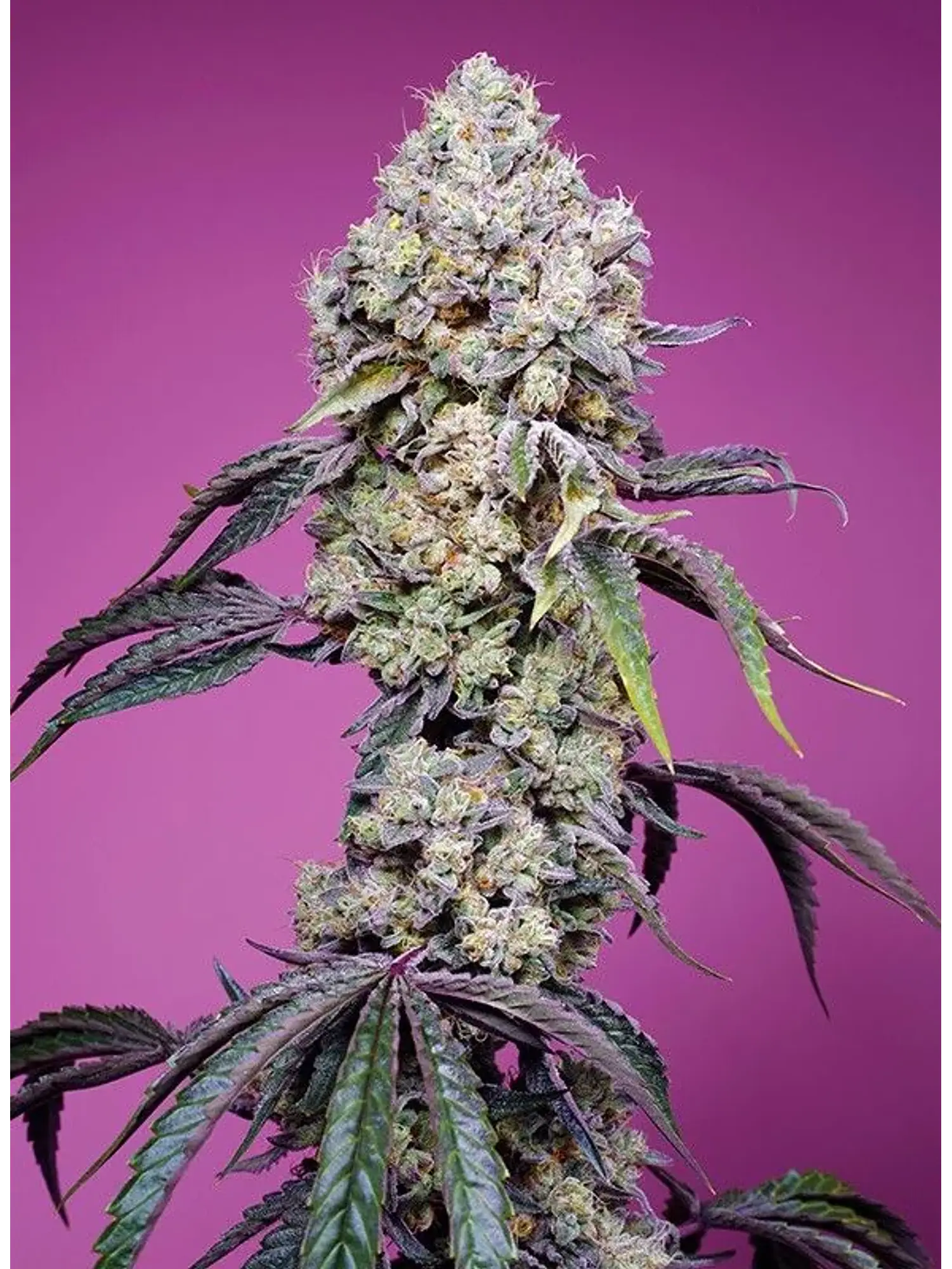 Sweet Mandarine Zkittlez  F1® 3+1-Sweet Seeds 2