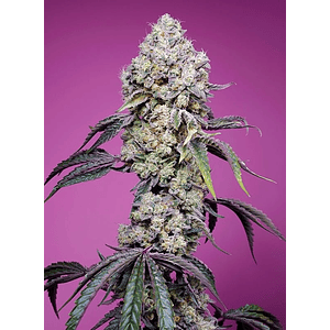 Sweet Mandarine Zkittlez  F1® 3+1-Sweet Seeds