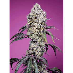 SWEET MANDARINE ZKITTLEZ  F1® 3+1-SWEET SEEDS
