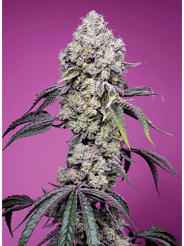 SWEET MANDARINE ZKITTLEZ  F1® 3+1-SWEET SEEDS 2