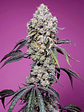 SWEET MANDARINE ZKITTLEZ  F1® 3+1-SWEET SEEDS - Miniatura 2