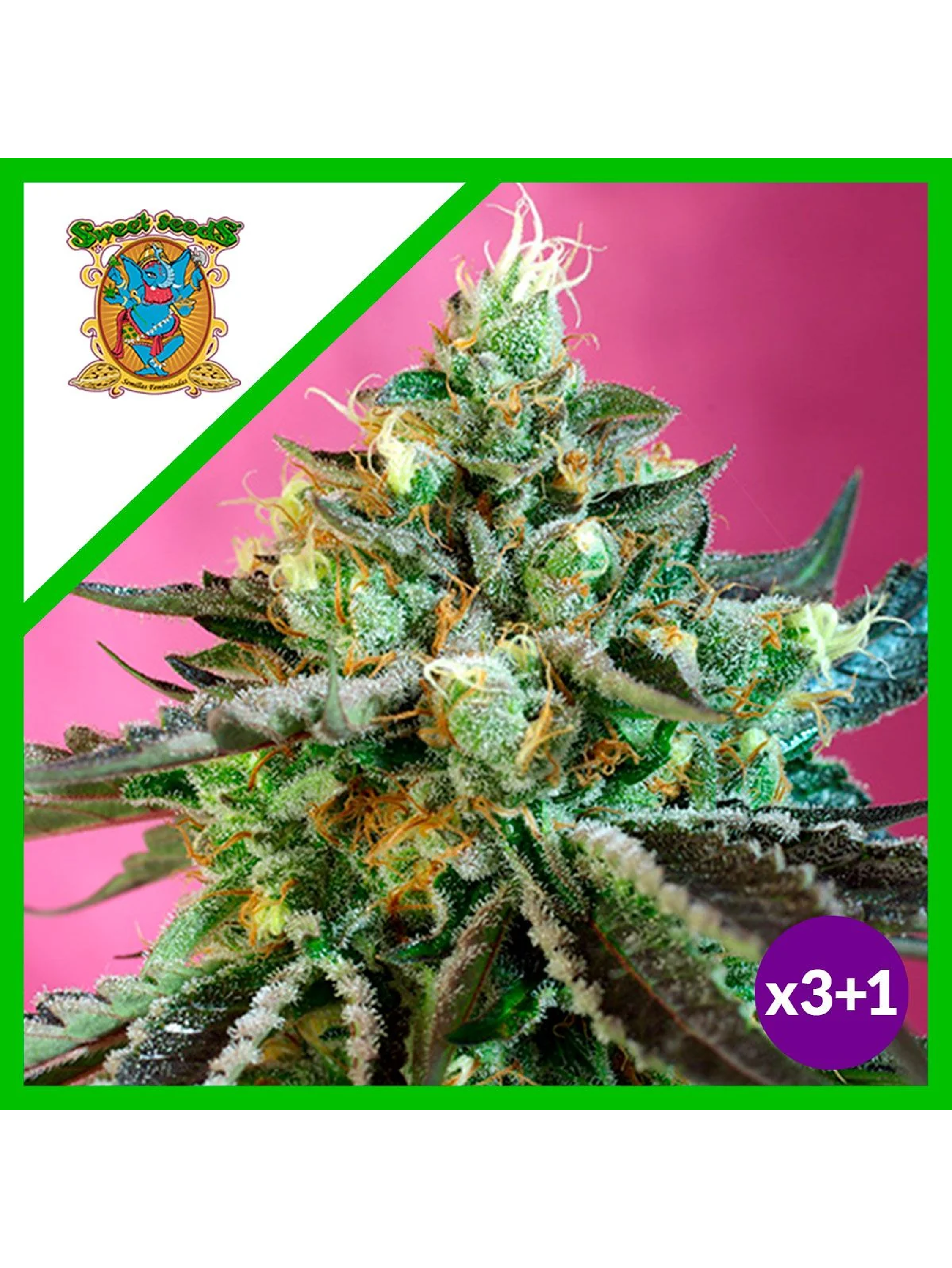 Sweet Nurse Cbd  Auto® X3+1-Sweet Seeds 1