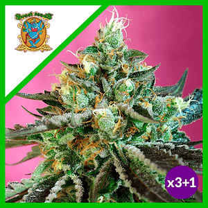 Sweet Nurse Cbd  Auto® X3+1-Sweet Seeds