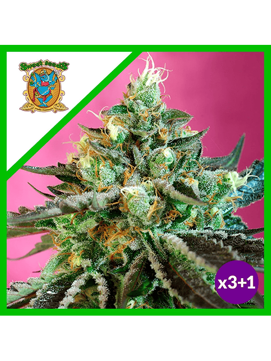 SWEET NURSE CBD  AUTO® X3+1-SWEET SEEDS 1