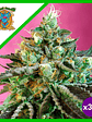 SWEET NURSE CBD  AUTO® X3+1-SWEET SEEDS - Miniatura 1