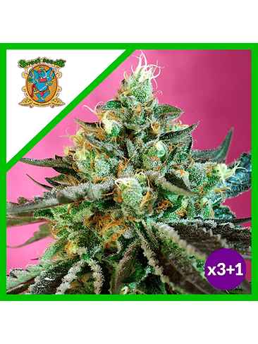 SWEET NURSE CBD  AUTO® X3+1-SWEET SEEDS 2
