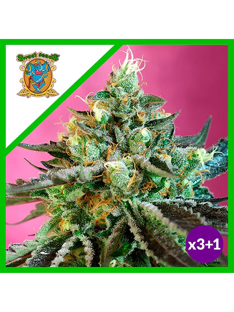 Sweet Nurse Cbd  Auto® X3+1-Sweet Seeds 2