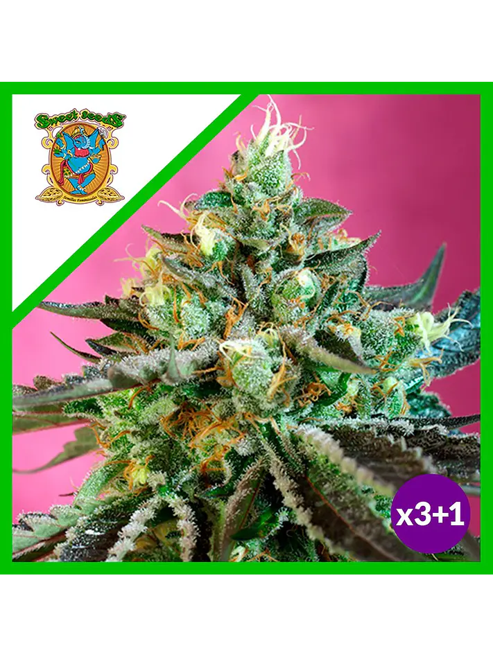 Sweet Nurse Cbd  Auto® X3+1-Sweet Seeds 2