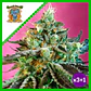 Sweet Nurse Cbd  Auto® X3+1-Sweet Seeds - Miniatura 2