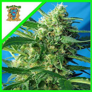 NYC DIESEL AUTO® X3+1-SWEET SEEDS