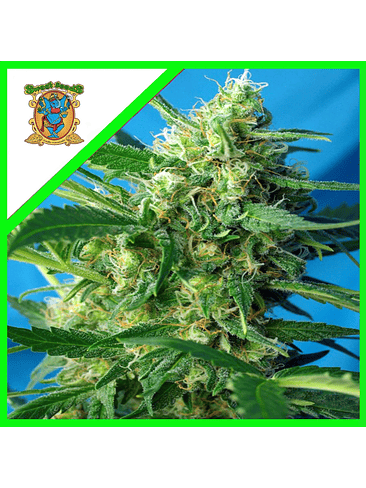 NYC DIESEL AUTO® X3+1-SWEET SEEDS 1