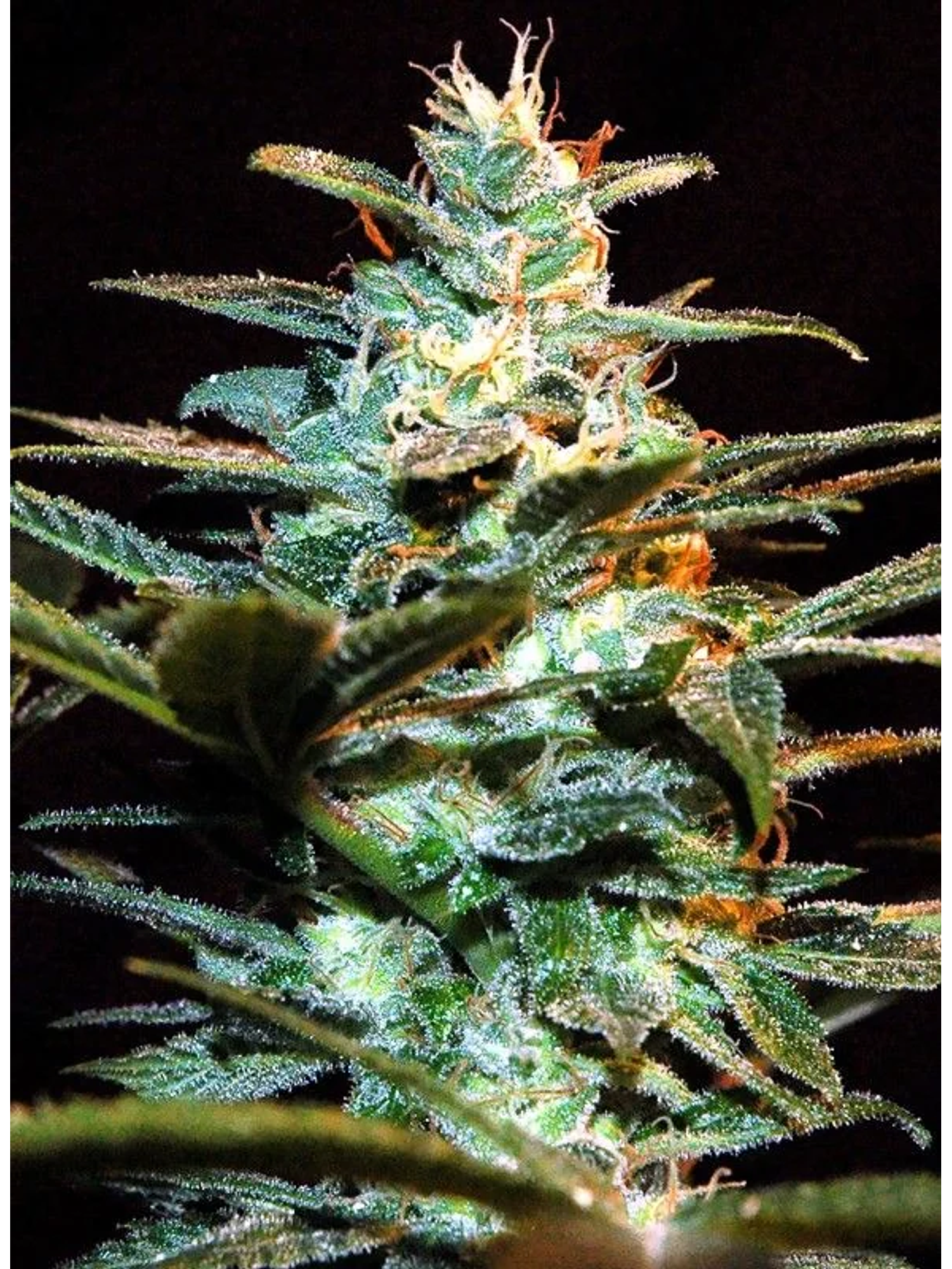 Nyc Diesel Fem® -Sweet Seeds (X3+1) 2