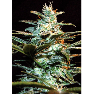 NYC DIESEL FEM® X3+1-SWEET SEEDS