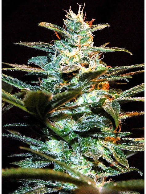 Nyc Diesel Fem® -Sweet Seeds (X3+1) 2