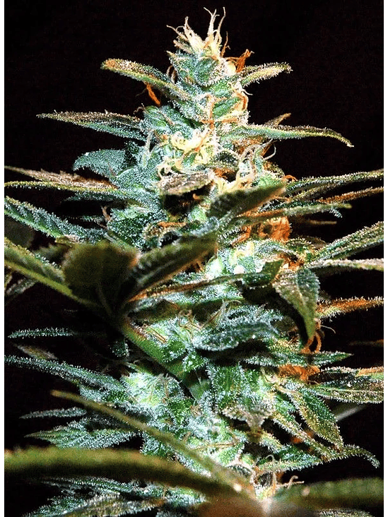 NYC DIESEL FEM® X3+1-SWEET SEEDS 2
