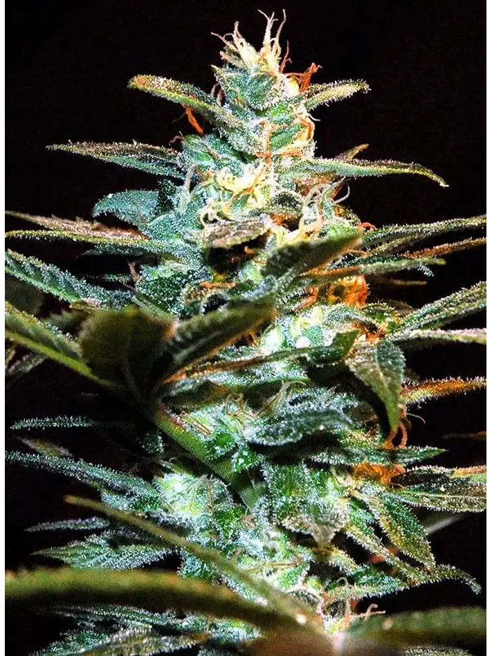 Nyc Diesel Fem® -Sweet Seeds (X3+1) 2