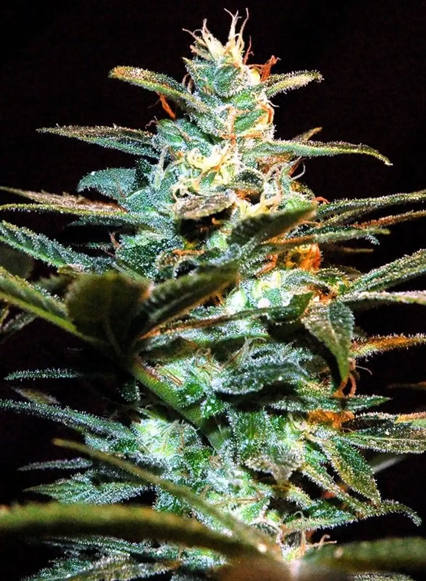 Nyc Diesel Fem® -Sweet Seeds (X3+1) 2