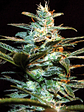 NYC DIESEL FEM® X3+1-SWEET SEEDS - Miniatura 2