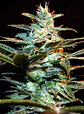 Nyc Diesel Fem® -Sweet Seeds (X3+1) - Miniatura 2