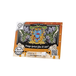 ORANGE APRICOT GLUE XL AUTO® 3+1-SWEET SEEDS