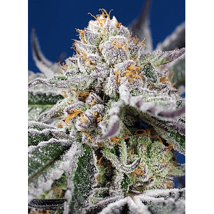 ORANGE APRICOT GLUE XL AUTO® 3+1-SWEET SEEDS