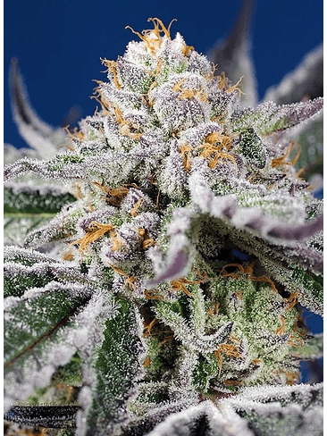 ORANGE APRICOT GLUE XL AUTO® 3+1-SWEET SEEDS 2