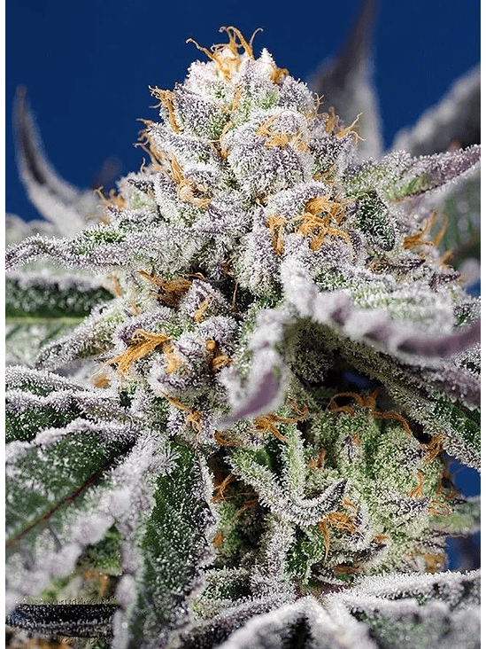 ORANGE APRICOT GLUE XL AUTO® 3+1-SWEET SEEDS 2