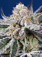 ORANGE APRICOT GLUE XL AUTO® 3+1-SWEET SEEDS - Miniatura 2