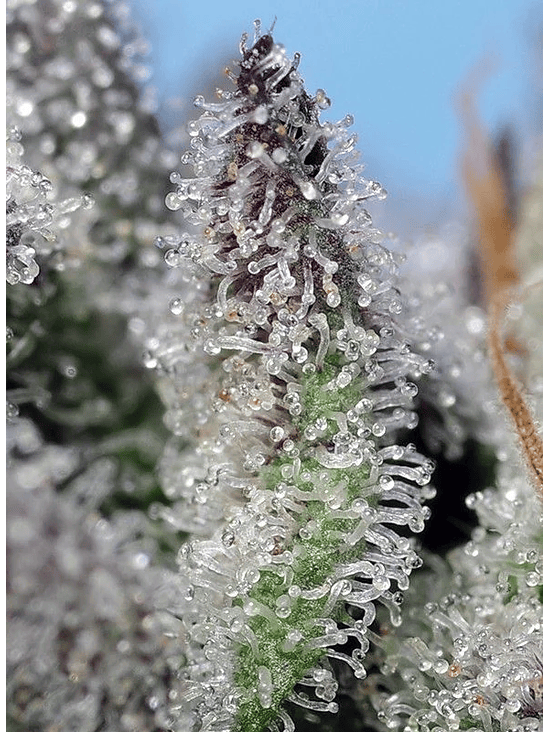 ORANGE APRICOT GLUE XL AUTO® 3+1-SWEET SEEDS 3