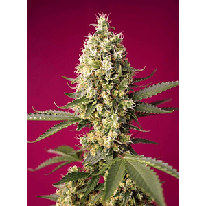 Skywalker Og Runtz Xl Auto® X3+1-Sweet Seeds