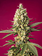 SKYWALKER OG RUNTZ XL AUTO® X3+1-SWEET SEEDS - Miniatura 1